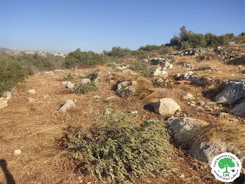 Colonists Uproot 30 Olive Saplings in Haris village / Salfit governorate