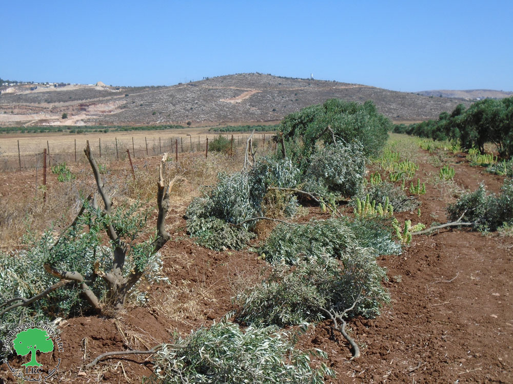 Settlers destroy 13 olive trees in the town of Turmusaya, in Ramallah Governorate