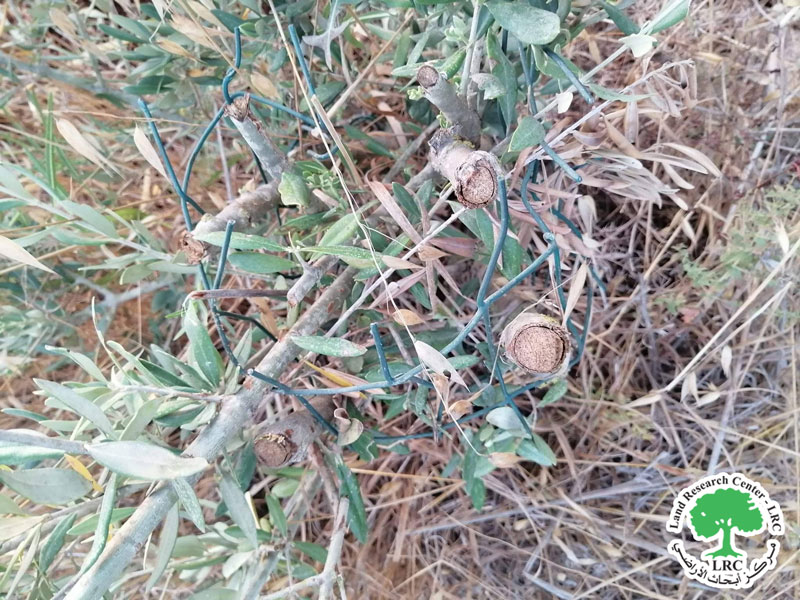    مستعمرو “شيفوت راحيل” يقطعون 25 شجرة زيتون من أراضي قرية قريوت / محافظة نابلس