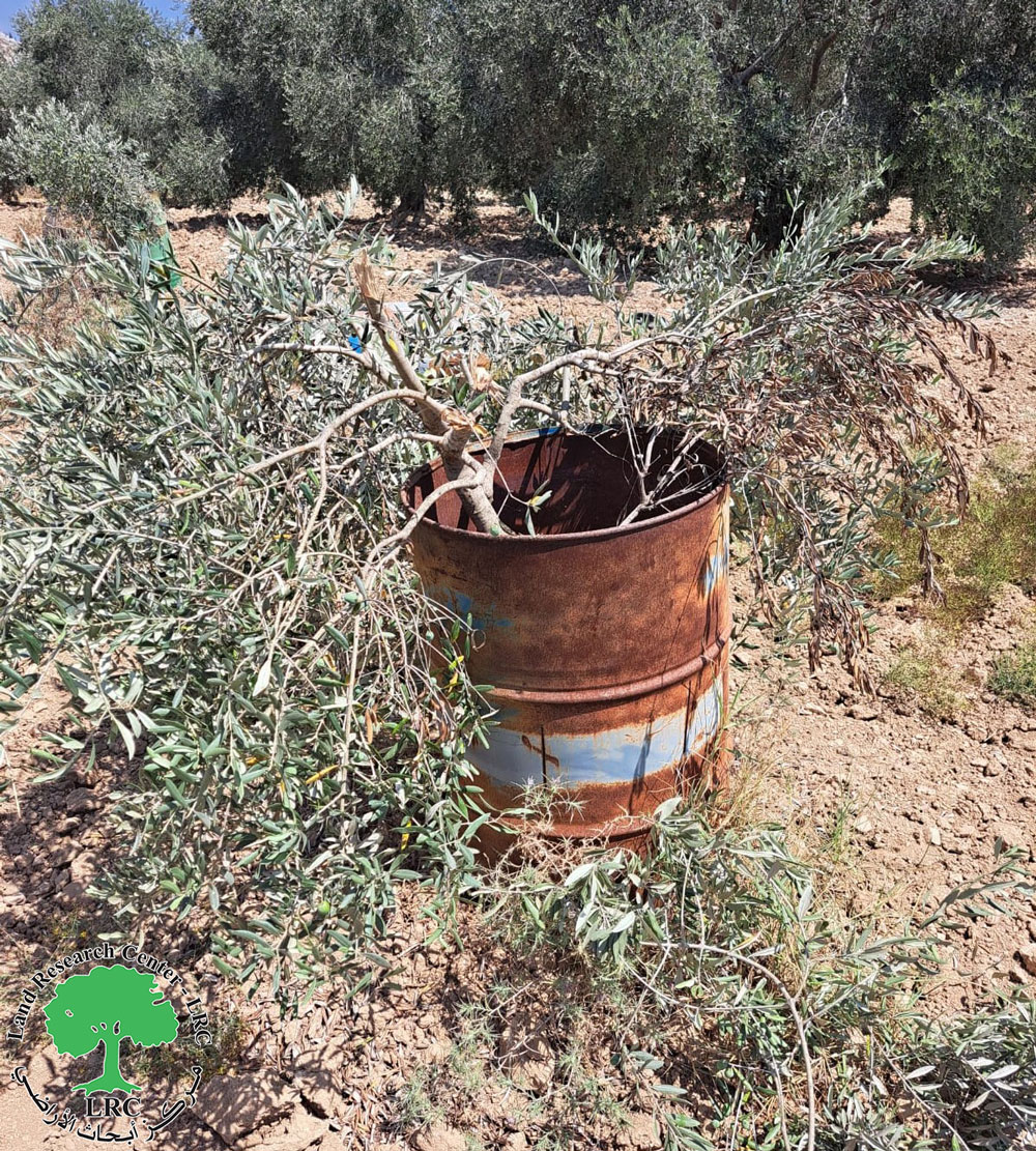 Colonists Sabotage 60 Olive Trees in Ras Karkar Village / Ramallah governorate