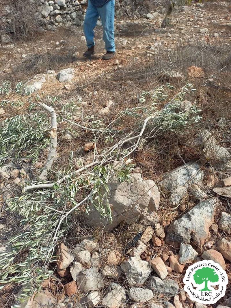 مستعمرون يقطعون أشجار زيتون من حقول المواطنين في قرية قراوة بني حسان / محافظة سلفيت