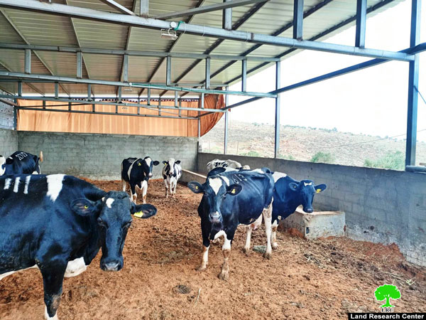 إخطار بوقف العمل والبناء في مزرعة أبقار بقرية دوما جنوب نابلس