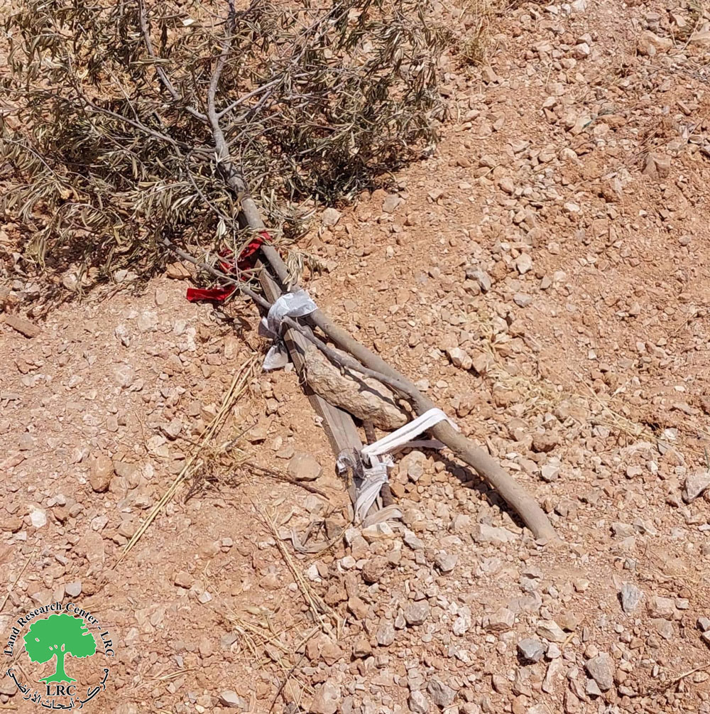 الاحتلال الإسرائيلي يجرف أرض زراعية في بلدة بالخضر بمحافظة بيت لحم