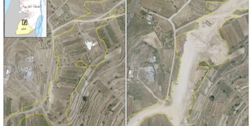 Palestinian Trees … Victims of the Israeli Occupation Army and Settler groups in 2025